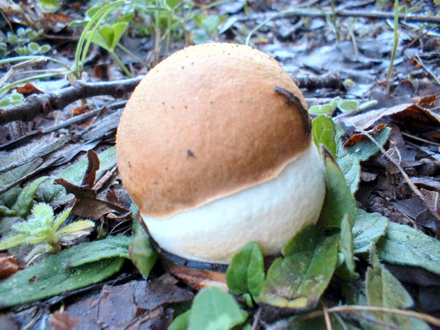 primi ritrovamenti